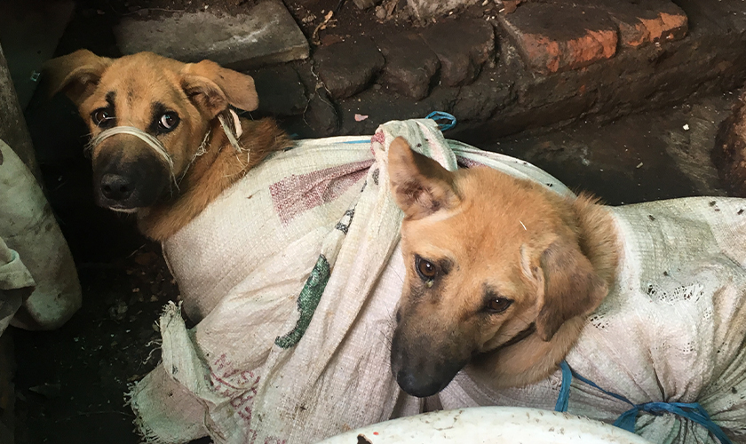 Two dogs in a dirty room in sacks with their mouths tied shut