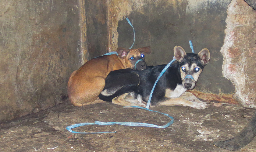 Two dogs in a dirty room with their mouths tied shut