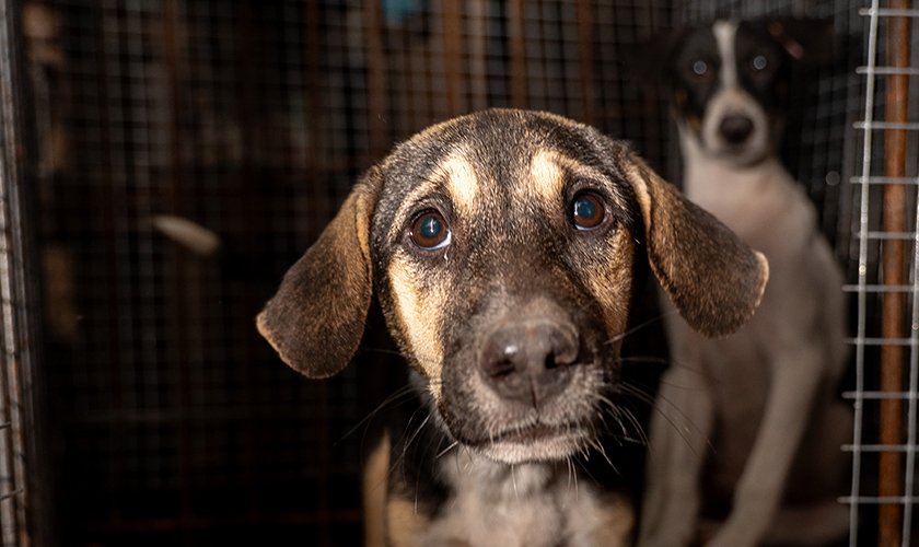 Two dogs inside a wire cage, one looking toward the camera.