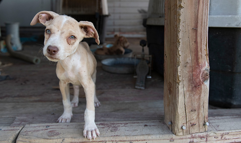 A severely underweight puppy