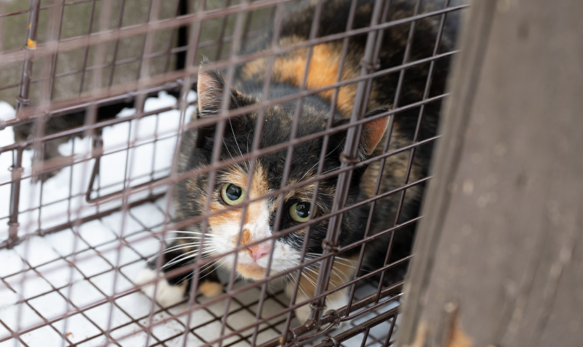 A calico cat peers out from inside a wire trap in the snow.