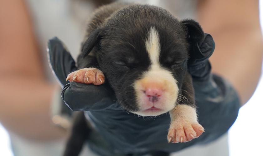 A young puppy being held