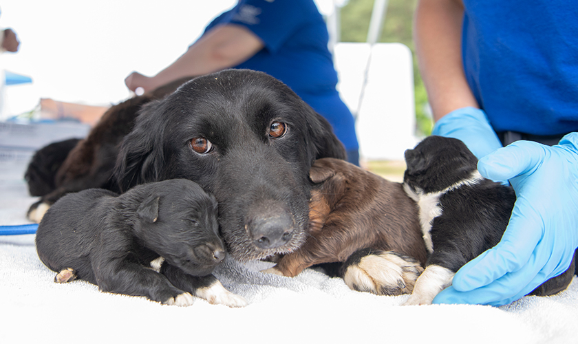 mom dog with puppies