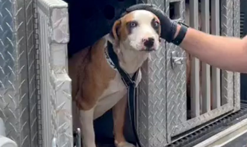 A mother dog being pet by a rescuer