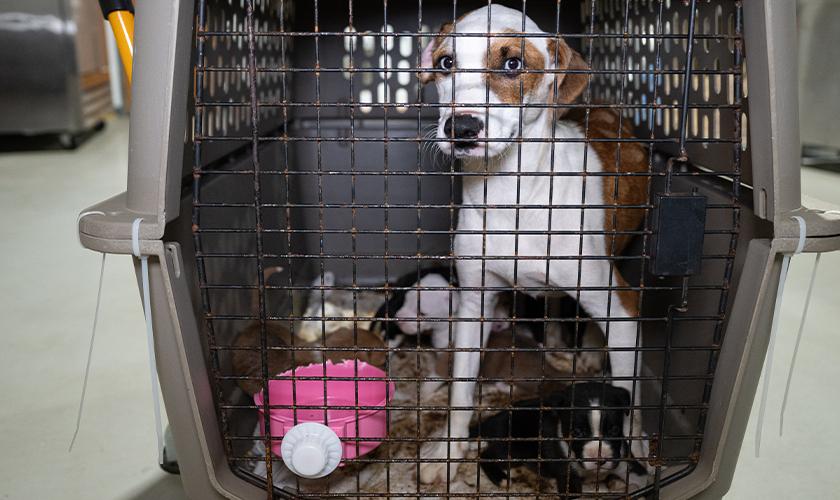 A dog and her puppies in a crate