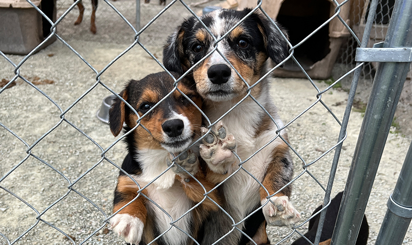 Two dogs pressing against a fence