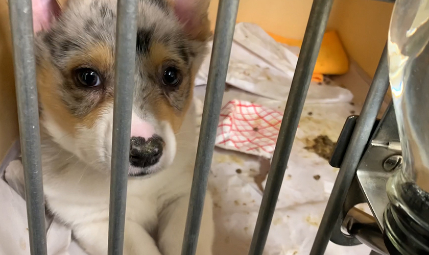 A puppy in a dirty pet store cage