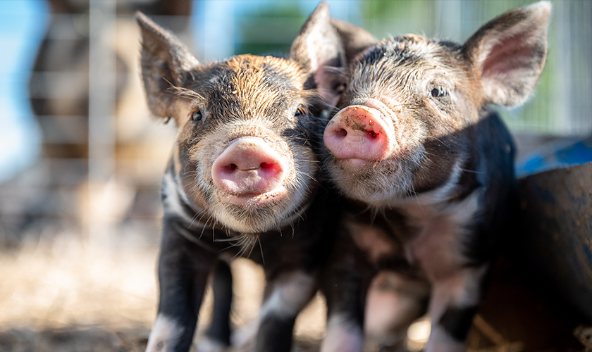 Two pigs