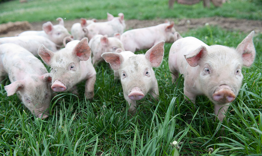 A group of piglets in the grass