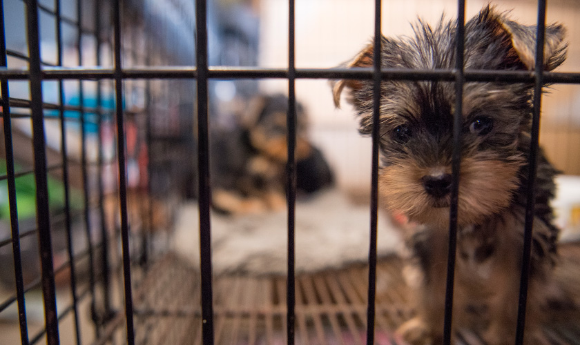 A small Yorkshire Terrier puppy peers through the bars of a wire cage, with another puppy visible in the background.