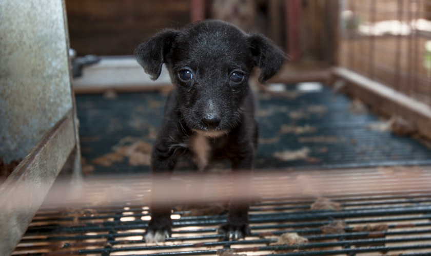 Puppy standing on a wire cage floor at a puppy mill.