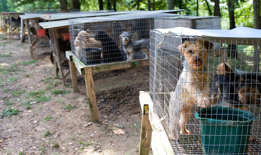A puppy mill