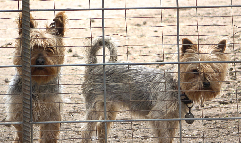 Two Yorkie dogs standing together behind some fencing