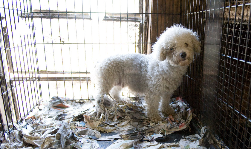 Matted dog standing in a cage lined with shredded newspaper at a puppy mill.