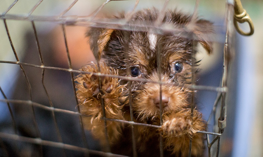 A brown puppy inside a wire cage.