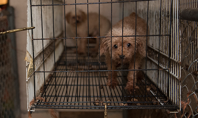 Two matted dogs in a small wire cage at a puppy mill.