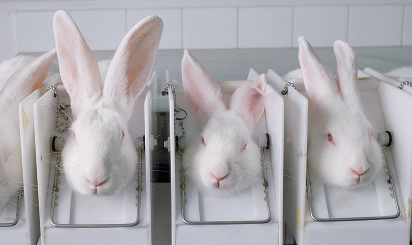 White rabbits used for animal testing in cosmetic industry.