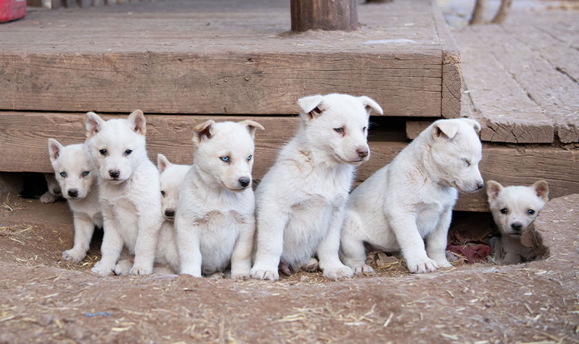 A group of puppies from our New Mexico rescue huddled together