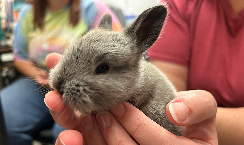 A little rabbit being held