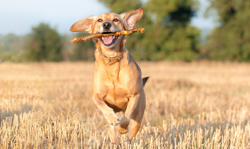 A dog with a stick in a field