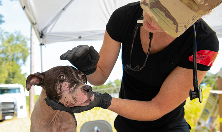 A dog being treated