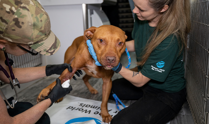 Dog getting care