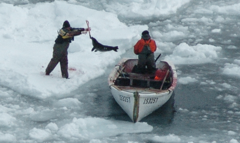 Fisherman throwing a seal from an iceberg to their boat