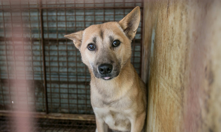 A dog in a dirty cage