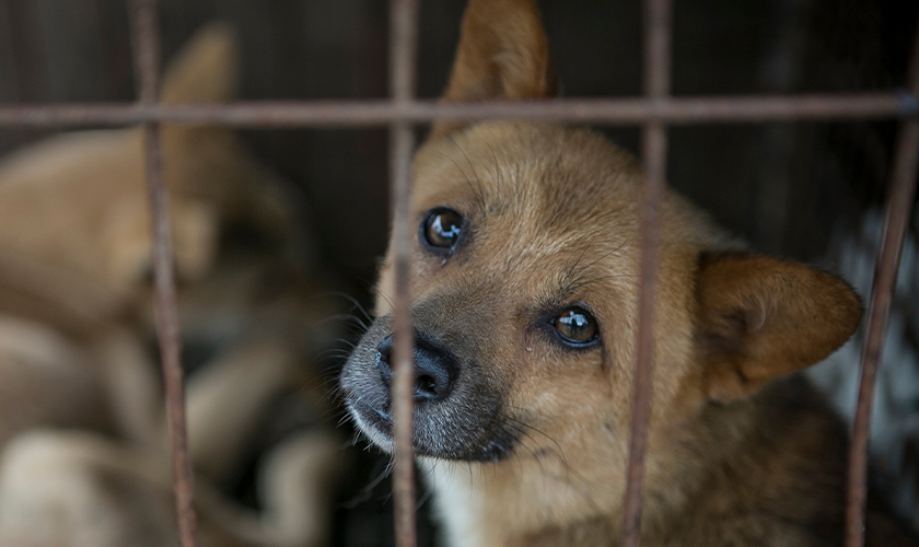 A dog looks up through the bars of a rusted cage, with another dog visible behind it.