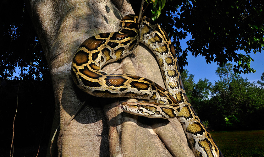 A snake on a tree