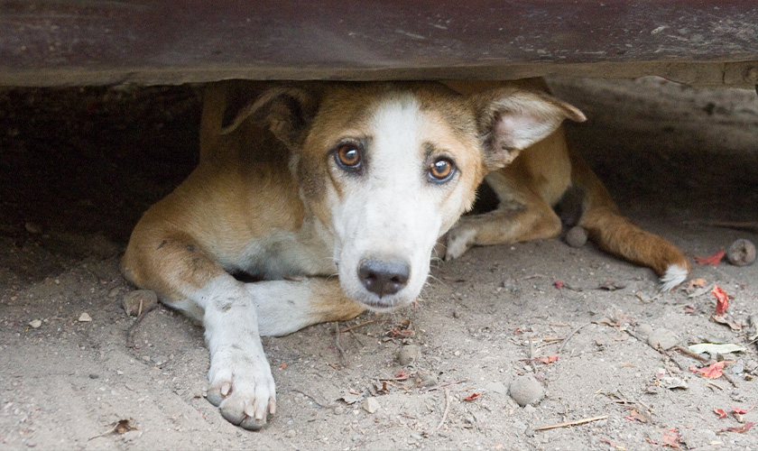 Street Dogs in India