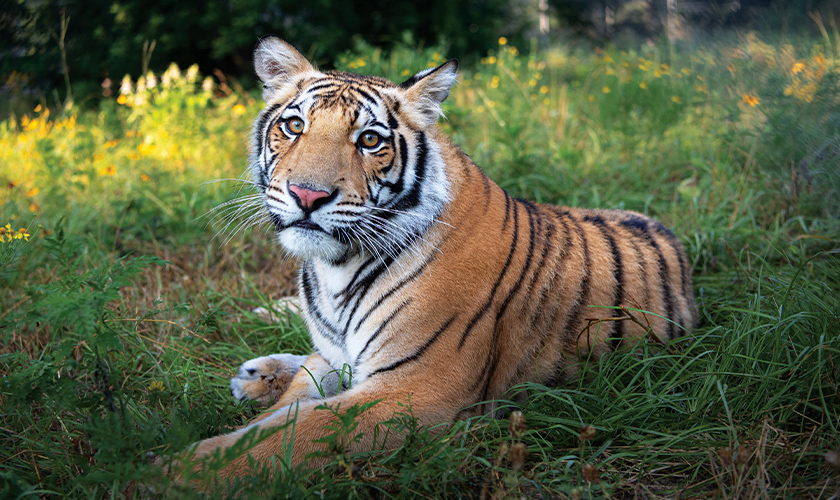 A tiger