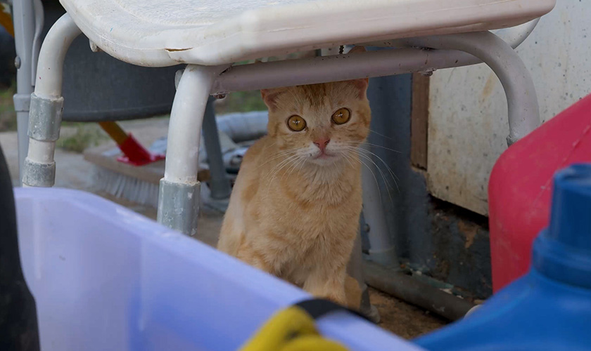An orange tabby cat shelters beneath a chair among scattered debris.