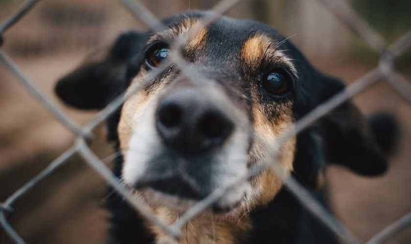 A dog peeking their face through a fence