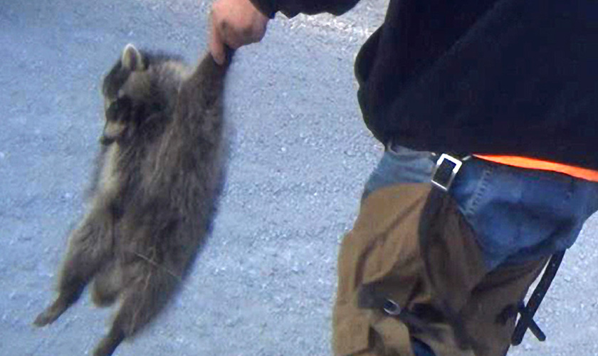 a dead racoon being held roughly by a trapper