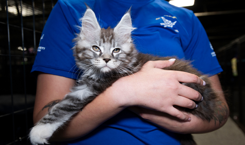 A rescued cat being held