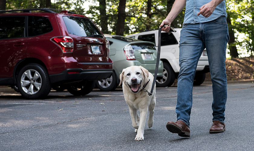 A person walking a happy dog