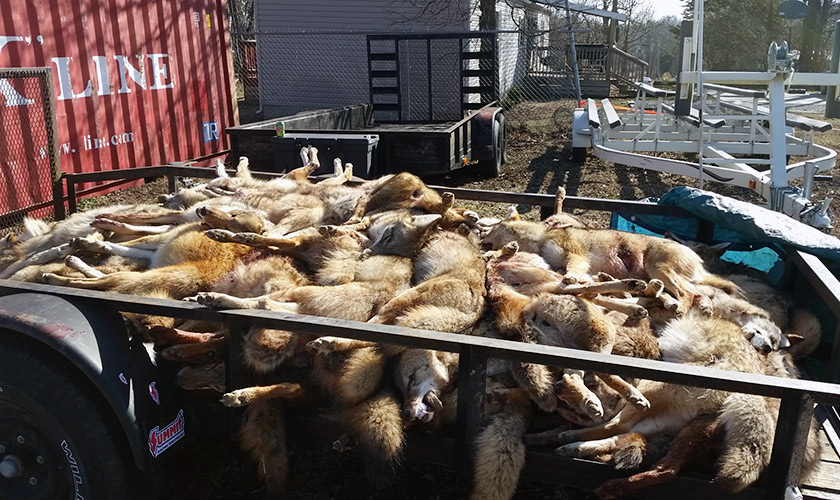 A pile of killed coyotes in a trailer.