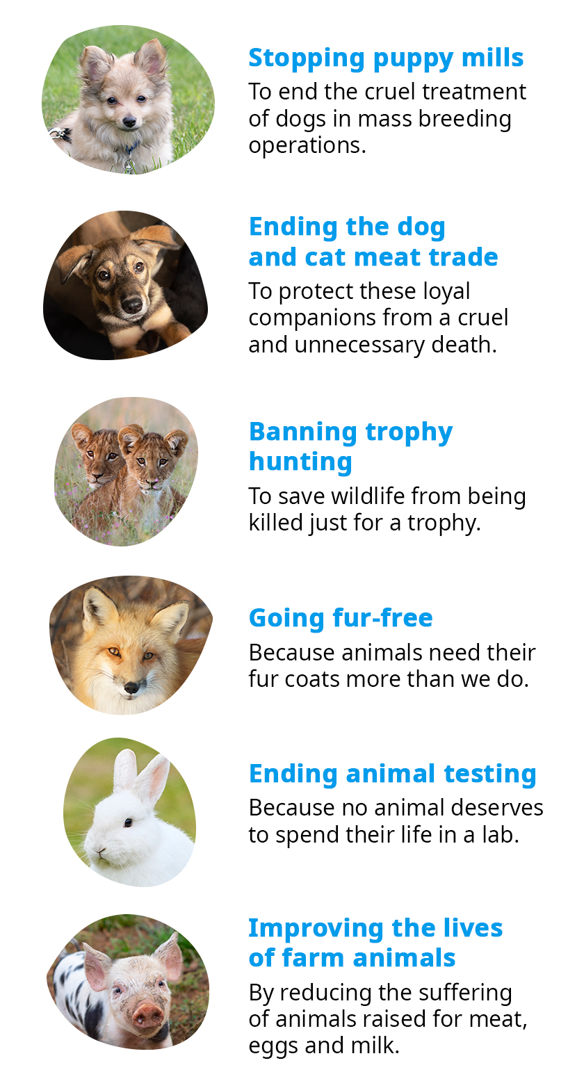 Graphic highlighting our campaigns