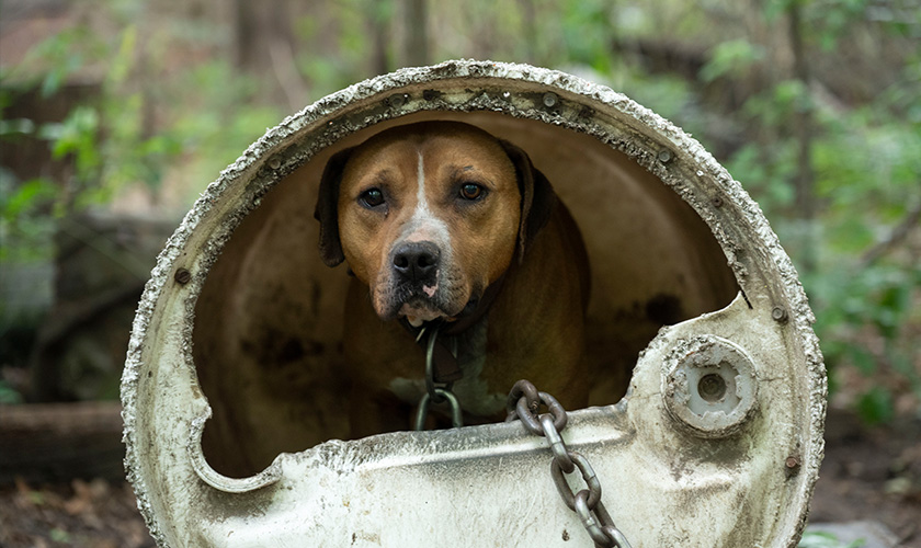 A chained dog peers out from a barrel shelter in a wooded area.