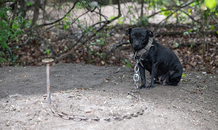 A black dog sits chained to a stake in a bare dirt clearing in the woods.