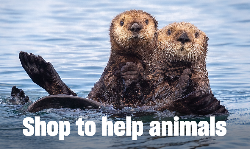 Two otters in the water with text that reads Shop to help animals