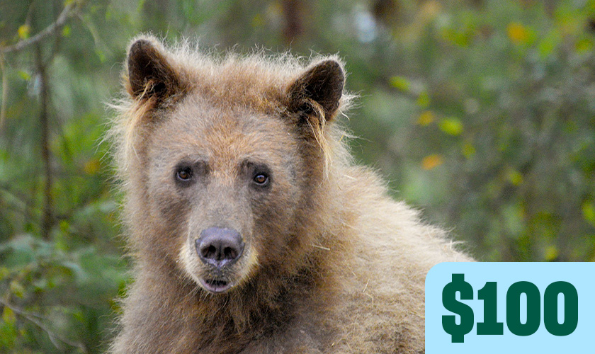 A brown bear looks directly at the camera amid green foliage. Text in image: