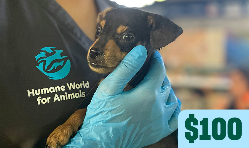 A gloved Humane World for Animals staff member holds a small dog during a veterinary exam. Text in image: