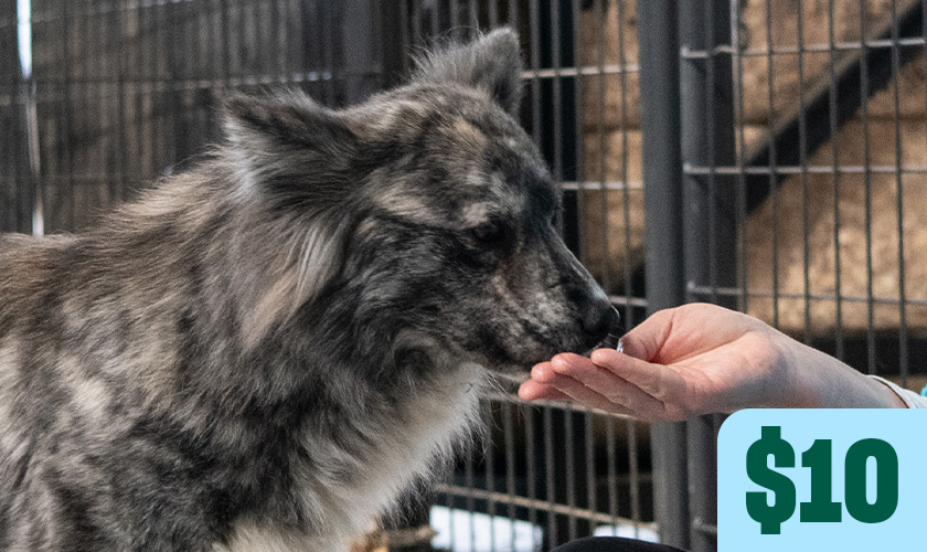 A dog in a shelter kennel sniffs a treat from an outstretched hand. Text in image: