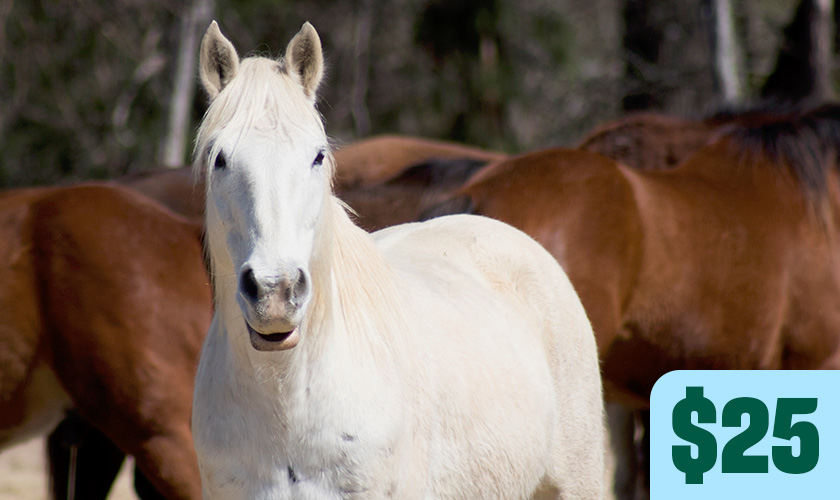 A white horse stands among a group of horses. Text in image:
