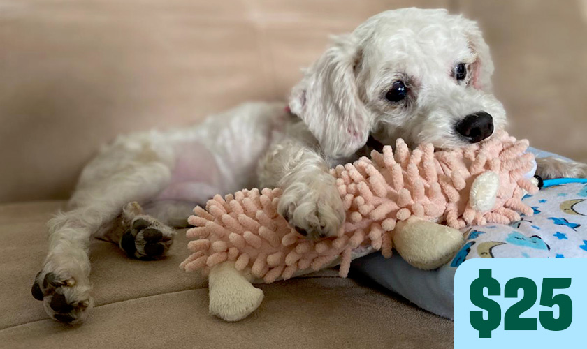 A small white dog chews on a plush toy while resting on a couch. Text in image: