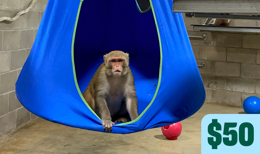 A rhesus macaque sits inside a blue hanging hammock chair with toys nearby. Text in image: