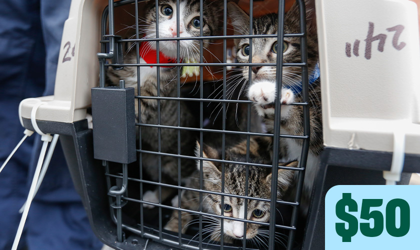 Several kittens peer out from a transport carrier. Text in image: