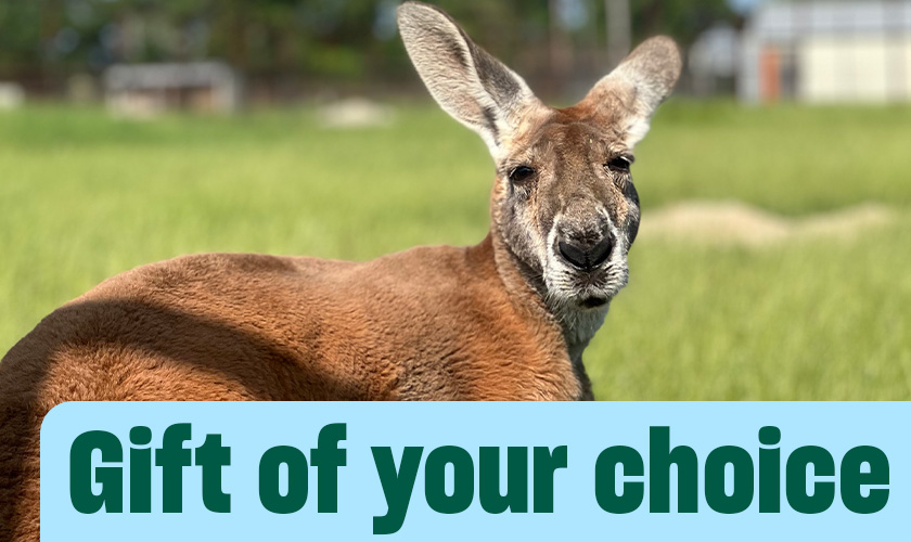 A kangaroo looks over its shoulder in a grassy field. Text in image: